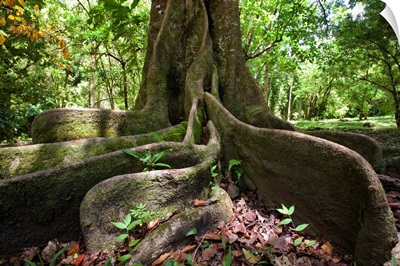 Hawaii, Maui, Keanae, An Old Tree With Large Roots