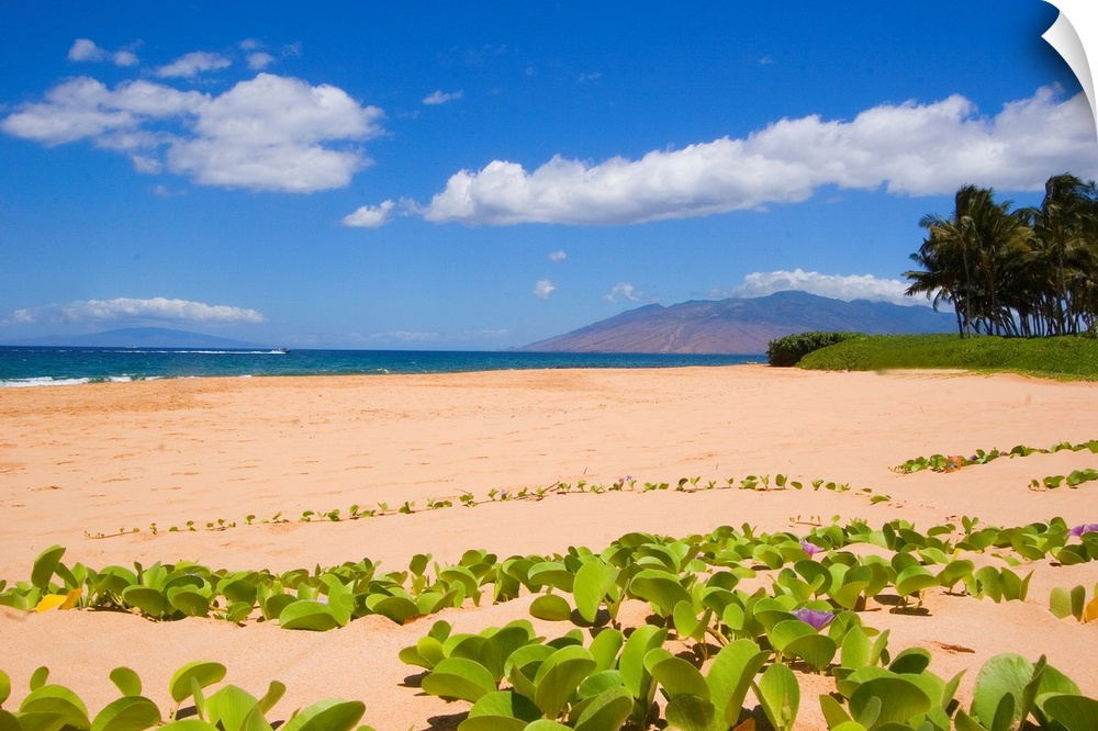 Hawaii, Maui, Kihei, Keawakapu Beach, Green Leafy Vines On Sandy Shore