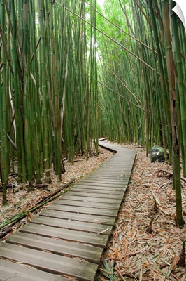 Hawaii, Maui, Kipahulu, Haleakala National Park, Bamboo Forest On The Pipiwai Trail