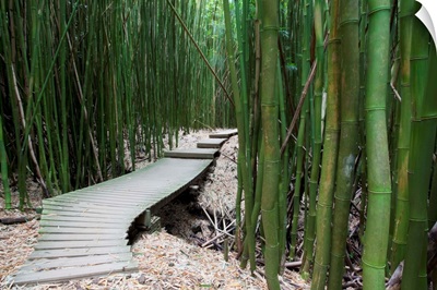 Hawaii, Maui, Kipahulu, Haleakala National Park, Trail through bamboo forest