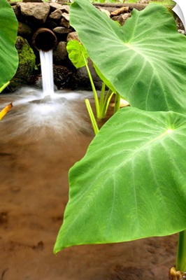 Hawaii, Maui, Large Taro Leaves In A Pond
