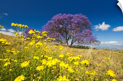 Hawaii, Maui, Lavender Blossoms Of This Jacaranda Tree