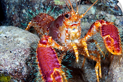 Hawaii, Maui, Molokini, Western Lobster (Enoplometopus Occidentalis)