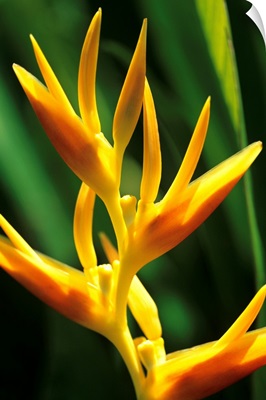 Hawaii, Maui, Orange Heliconia Blossom