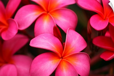 Hawaii, Maui, Pink Plumerias