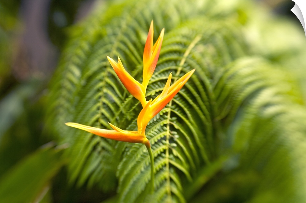 Hawaii, Maui, Single Heliconia Nickeriensis In Front Of Fern Leaves