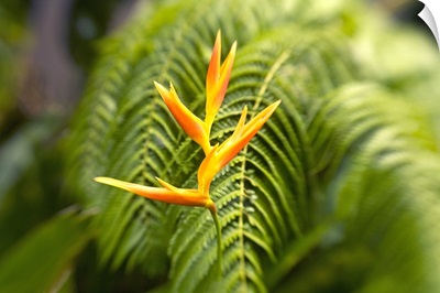 Hawaii, Maui, Single Heliconia Nickeriensis In Front Of Fern Leaves