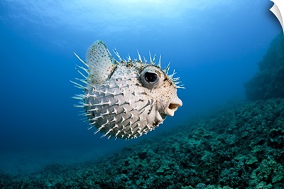 Hawaii, Maui, Spotted Porcupinefish (Diodon hystrix) swims along the ocean floor