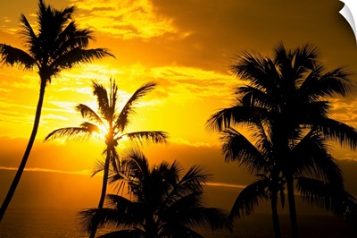 Hawaii, Maui, View Of Palm Tree Tops, Orange Sunset In Background
