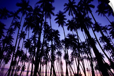 Hawaii, Molokai, Palm Grove At Sunset