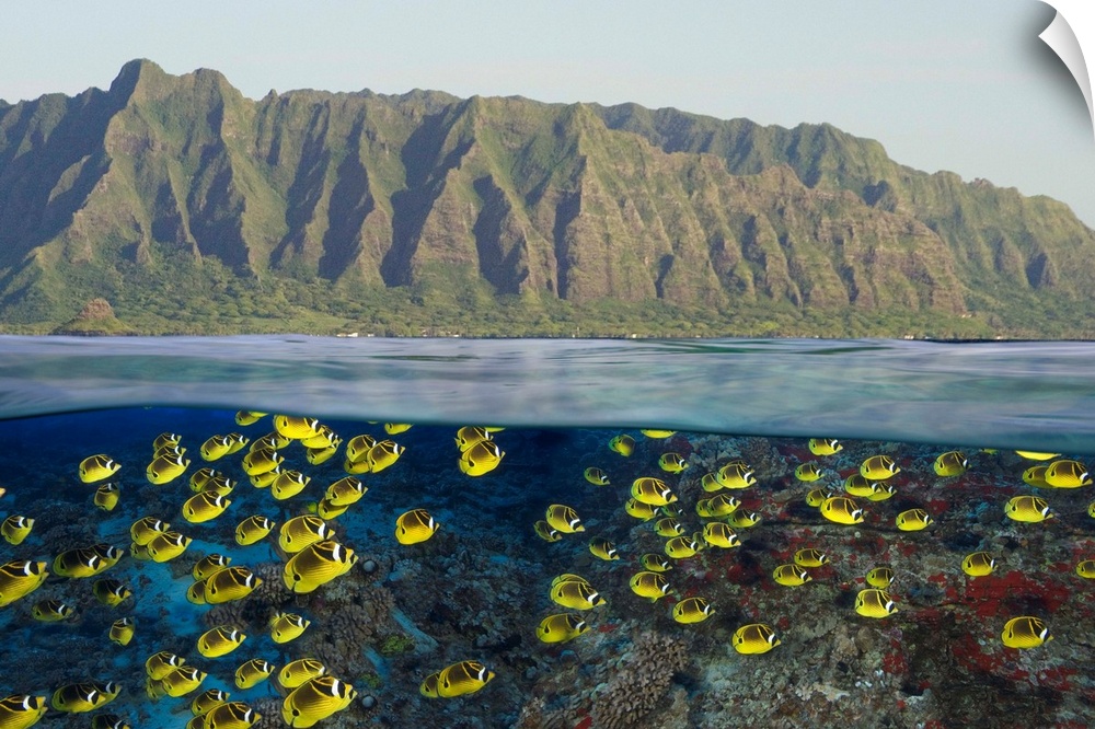 Hawaii, Oahu, A School Of Racoon Butterflyfish Along Reef And Mountain Range