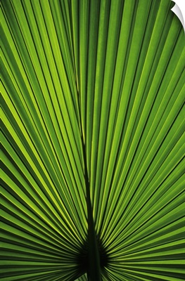 Hawaii, Oahu, Backlit Fan Palm Leaf