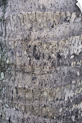 Hawaii, Oahu, Close-Up Of Coconut Palm Tree Bark Texture