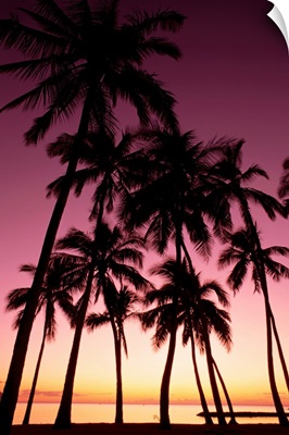Hawaii, Oahu, Dramatic Purple Sunset Through Silhouetted Palm Trees, Ocean