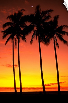 Hawaii, Oahu, Honolulu, Ala Moana Beach Park, Palm Trees Silhouetted At Sunset