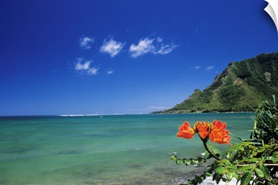 Hawaii, Oahu, Kahana Bay, Clear Coastline With Bright Orange Flower