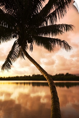 Hawaii, Oahu, Kualoa Ranch, Palm Tree At Sunrise, Sky Reflecting On Water