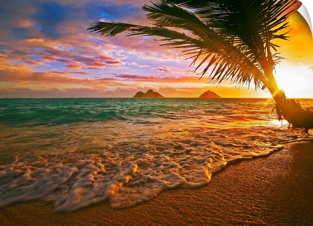 Horizontal, photographic wall hanging of a palm tree swaying over the shoreline of Lanikai Beach, Hawaii during a golden s...