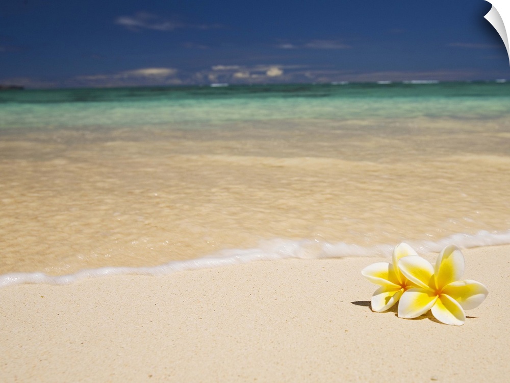 Big canvas photo of two tropical flowers laying on a white sand beach with an ocean washing ashore.