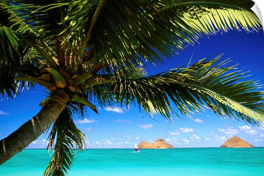 Hawaii, Oahu, Lanikai, Palm Tree Foreground