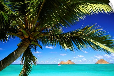 Hawaii, Oahu, Lanikai, Palm Tree Foreground