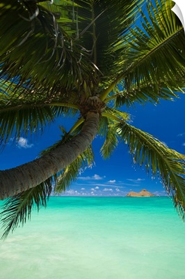 Hawaii, Oahu, Lanikai, Palm Tree Over Turquoise Ocean, Na Mokulua In The Distance
