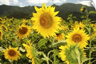 Hawaii, Oahu, North Shore, Sunflower Field