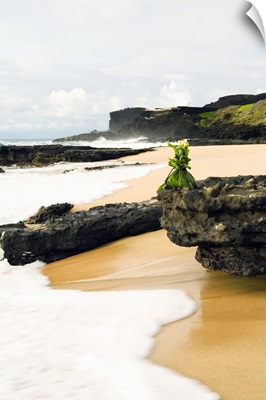 Hawaii, Oahu, Sandy Beach, Hawaiian Offering On Rock At Shoreline