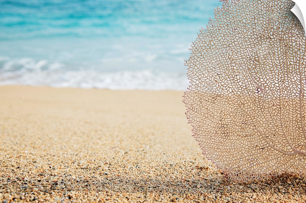 Artistic photograph of a lacey coral fan on a tropical beach, with water from the tide coming in in the background.