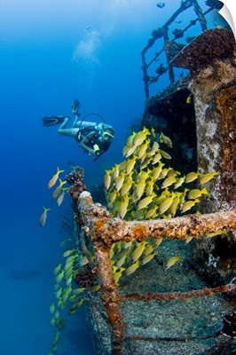 Hawaii, Oahu, Waikiki, Diver Exploring Ship Wreck With Blue Striped Snapper Fish