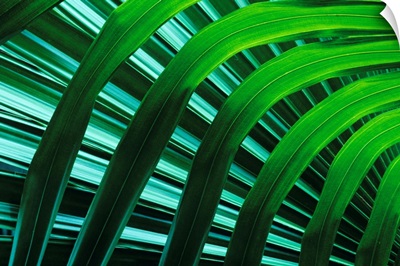 Hawaii, Palm Frond Close-Up In Tropical Botanical Gardens