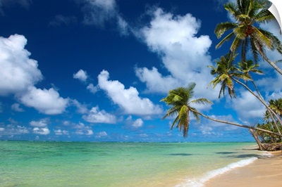 Hawaii, Palm Tree Leaning Over Beach