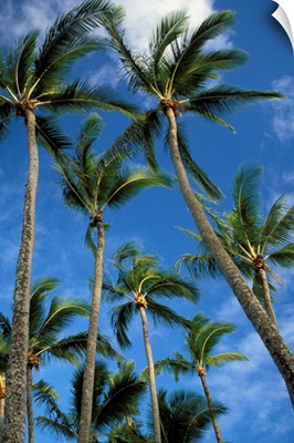 Hawaii, Palm Trees Against Blue Sky And Clouds