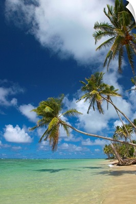 Hawaii, Palm Trees Lean Over Beach