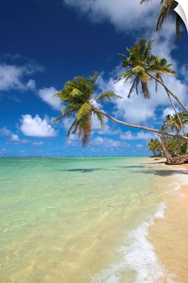 Hawaii, Palm Trees Leaning Over Beach