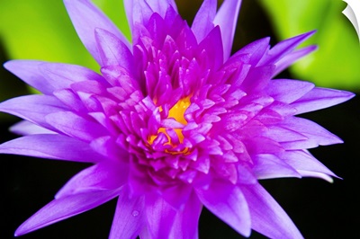 Hawaii, Purple Lotus Blossum