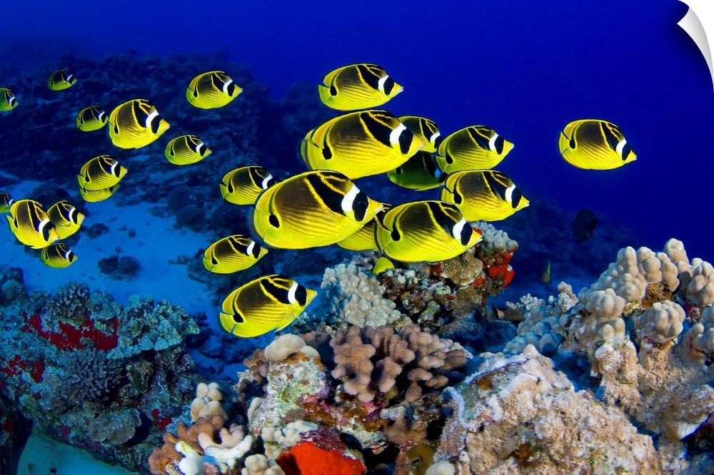 Photograph of colorful  school of fish underwater swimming over reef.