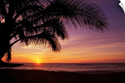 Hawaii, Silhouette Of Palm Tree Near Ocean, Colorful Sunset