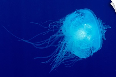 Hawaii, Translucent Jellyfish Floats In Deep Blue Water