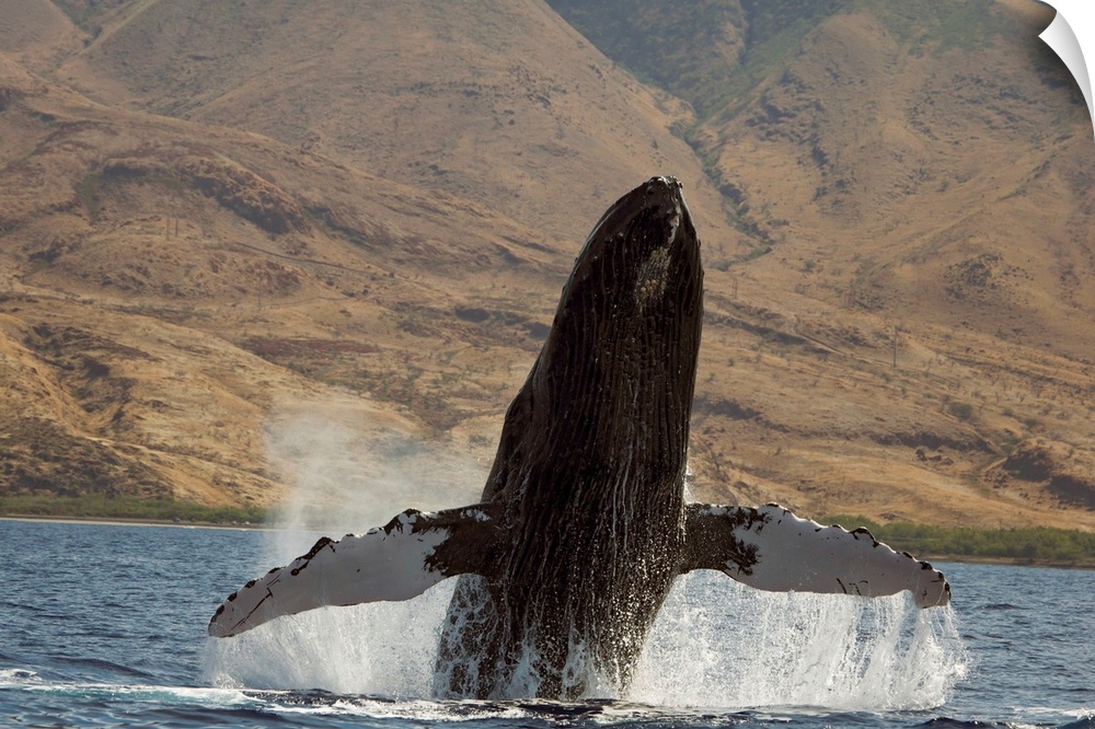 Hawaii, West Maui, A Humpback Whale breaching
