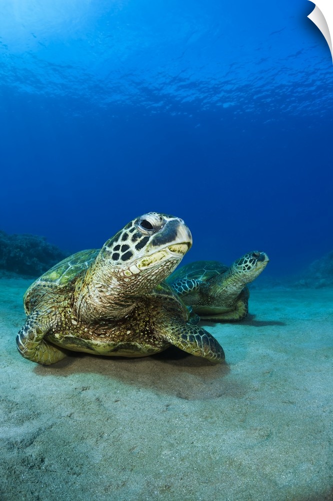 Hawaii, West Maui, Pair of Green Sea Turtles (Chelonia Mydas) on the ocean floor