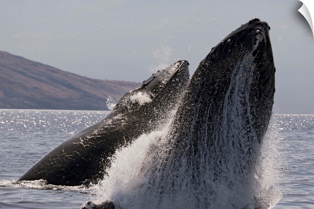 Hawaii, West Maui, Two Humpback Whales (Megaptera Novaeangliae) Breaching