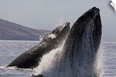 Hawaii, West Maui, Two Humpback Whales (Megaptera Novaeangliae) Breaching