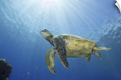 Hawaiian Green Sea Turtle Swimming Close To The Surface With Sunburst, Maui, Hawaii