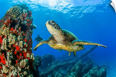 Hawaiian Green Sea Turtle Swimming In Clear, Blue Water, Lahaina, Maui, Hawaii, USA