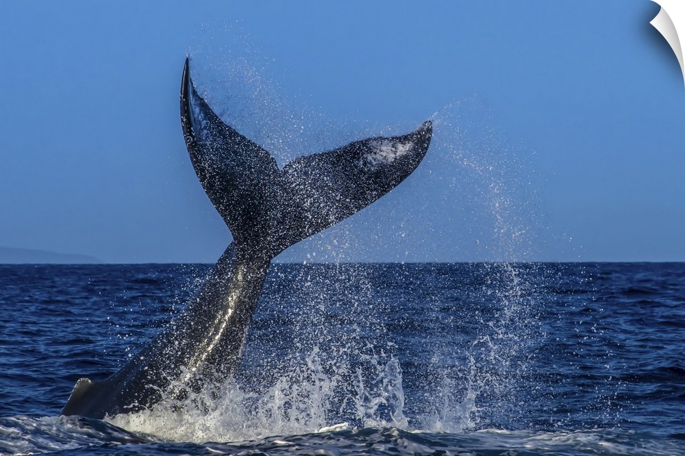 Fluke, Tail Lob, Humpback Whale (Megaptera novaeangliae), Endangered Species, Hawaiian Islands Humpback Whale National Mar...