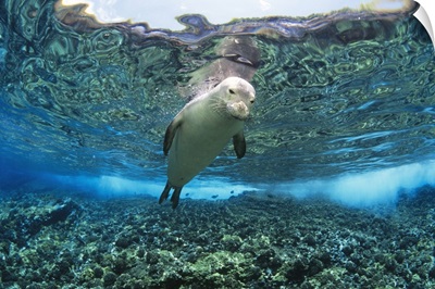 Hawaiian monk seal over reef, near surface with reflections