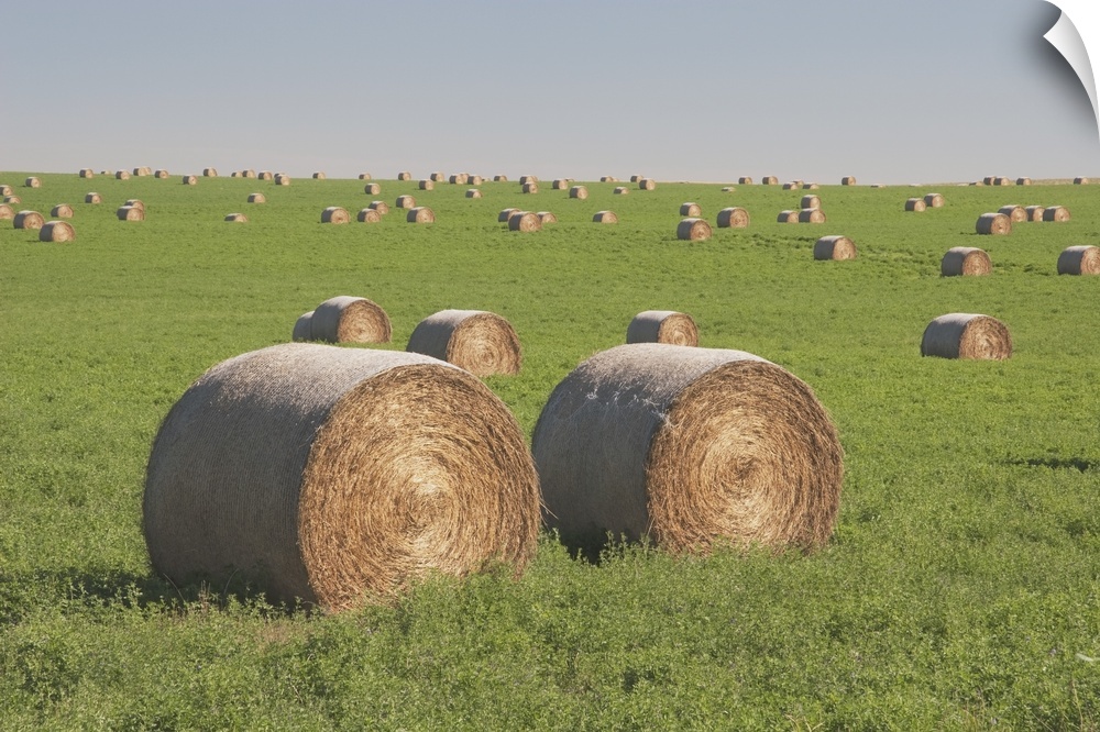 Hay Bales In A Green Alfalfa Field