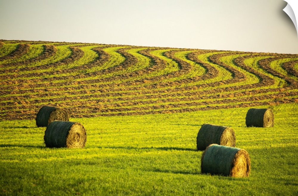 Hay bales in a green field with curvy harvest lines on a rolling hillside in the background, West of Calgary; Alberta, Canada