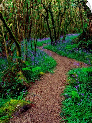 Hazel And Bluebells In Spring, Ardcarrig, County Galway, Ireland,